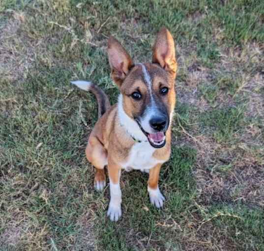 Photo of Bruno