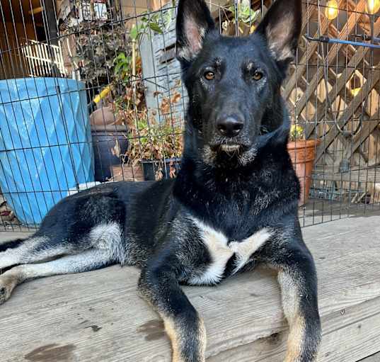 Photo of Apollo
