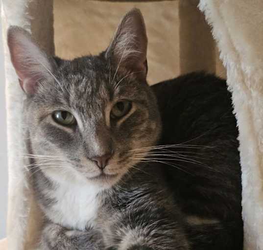 Photo of Baloo