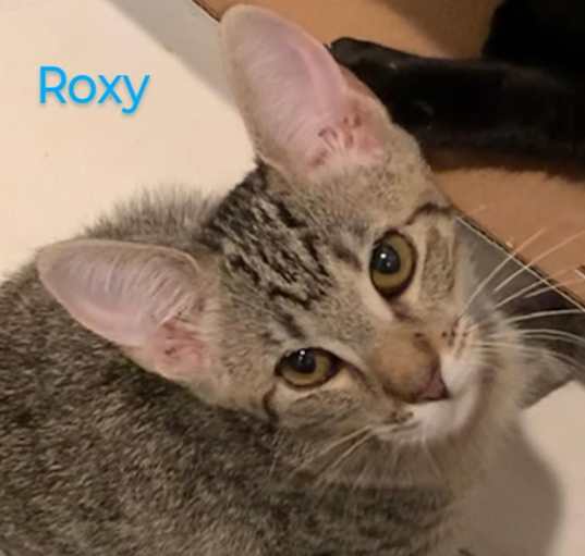 Photo of Roxy