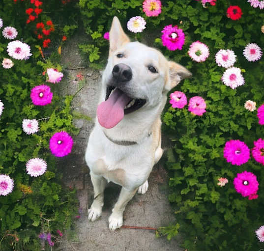 Photo of Chico