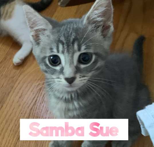 Photo of Sambo Sue