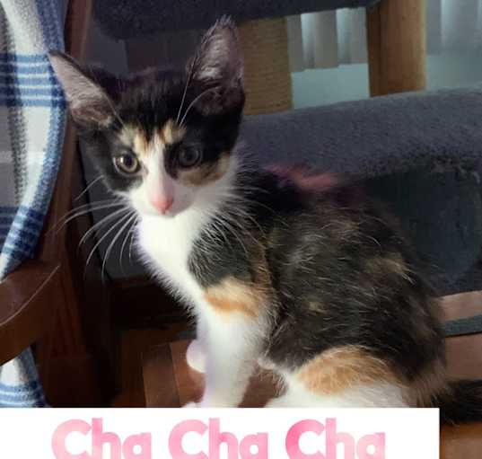 Photo of Cha Cha Cha