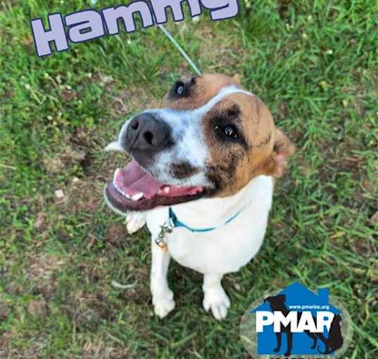 Photo of Hammy