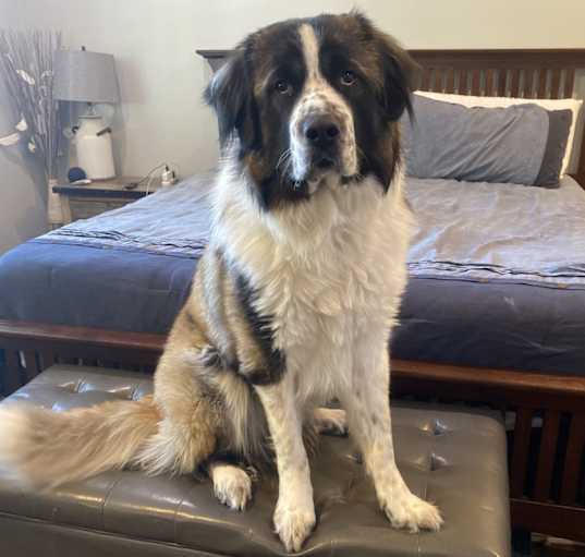 Photo of Apollo