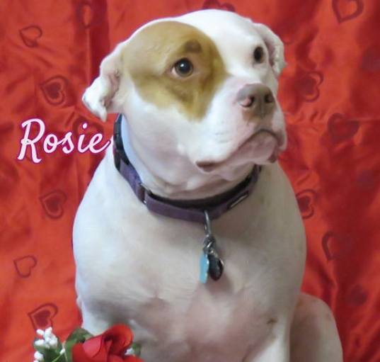 Photo of Rosie