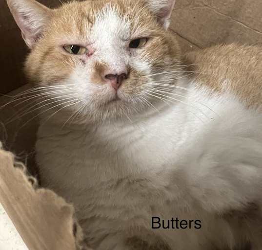 Photo of Butters