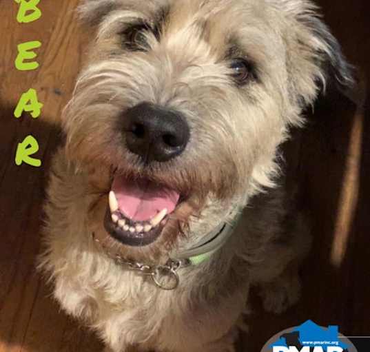 Photo of Bear