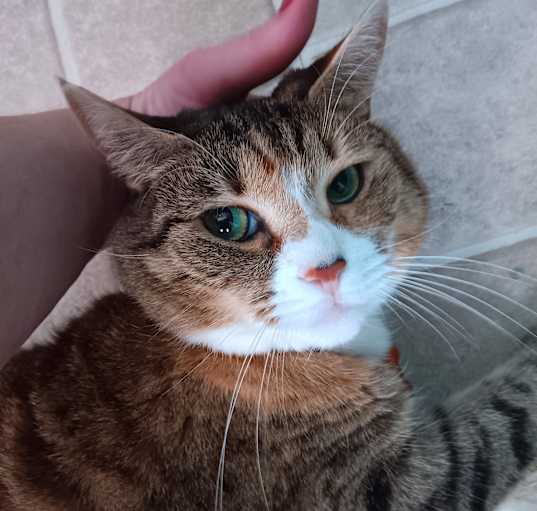 Photo of Flerken (CP)