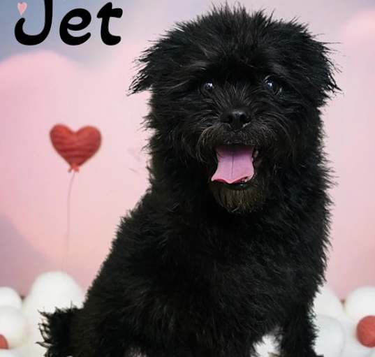 Photo of Jet