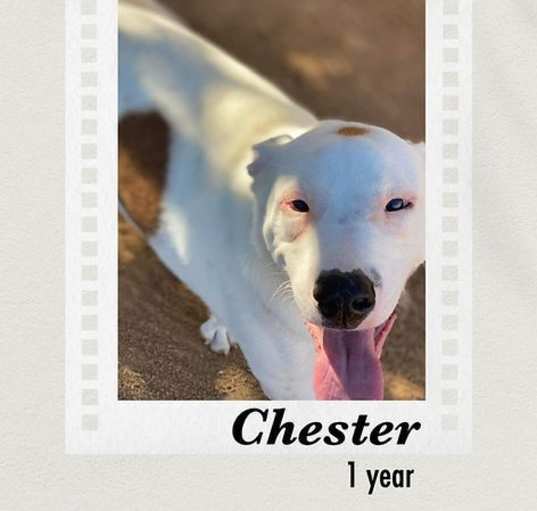 Photo of Chester