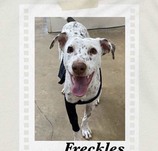 Photo of Freckles