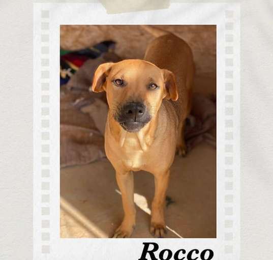 Photo of Rocco