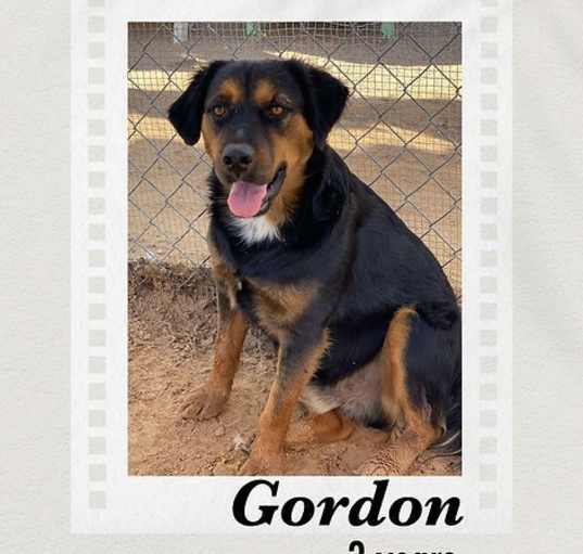 Photo of Gordon