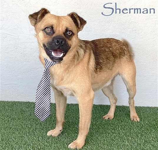Photo of Sherman