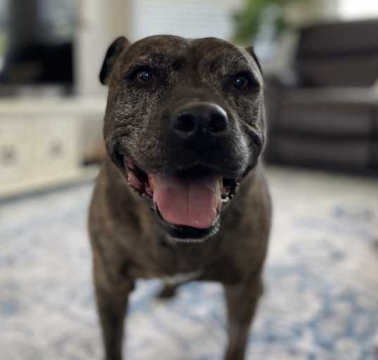 Photo of Hattie - AVAILABLE