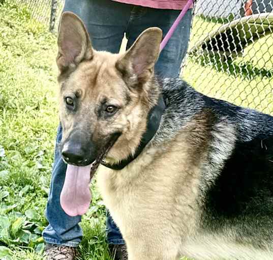 Photo of Trooper