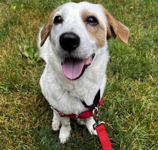 Photo of Champ