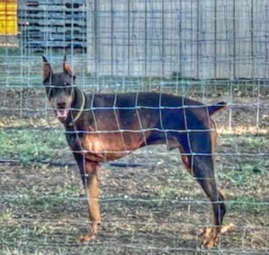 Photo of Copper