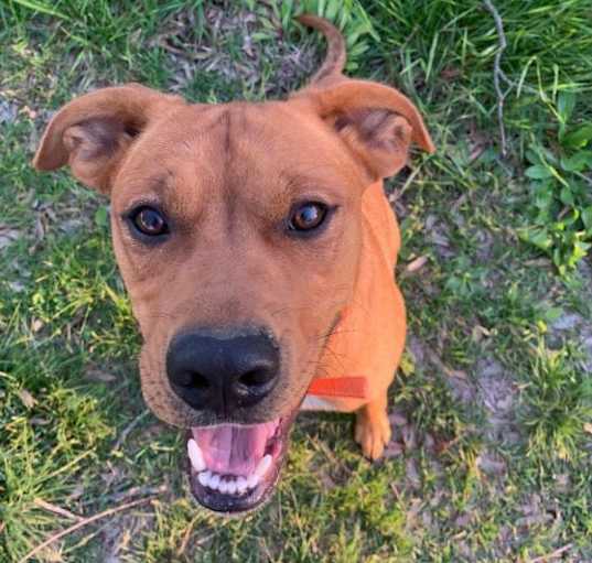 Photo of Petey (Peg-TN)
