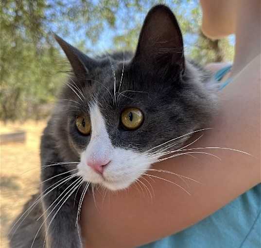 Photo of Smokey