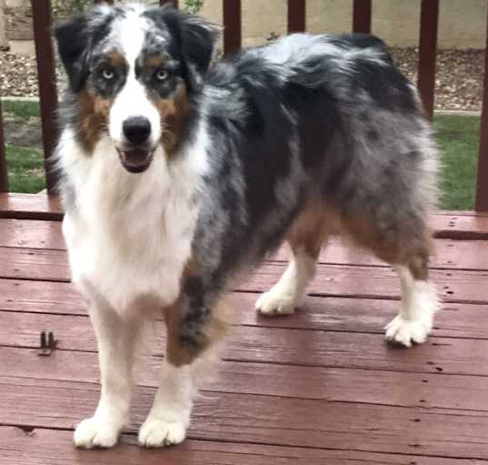 Photo of Arlo