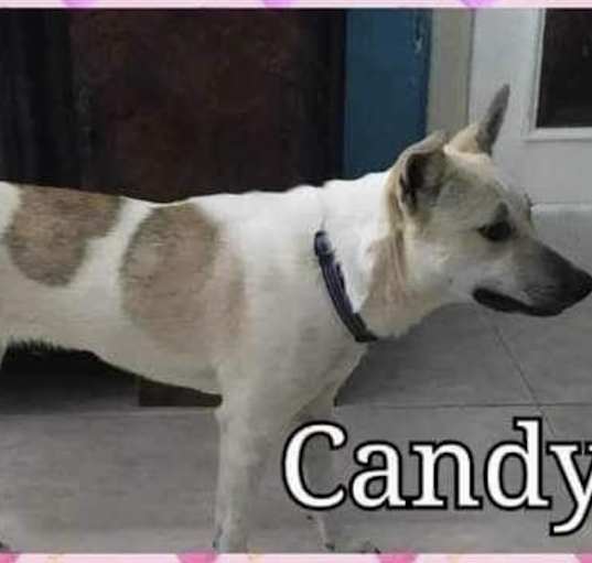 Photo of Candy