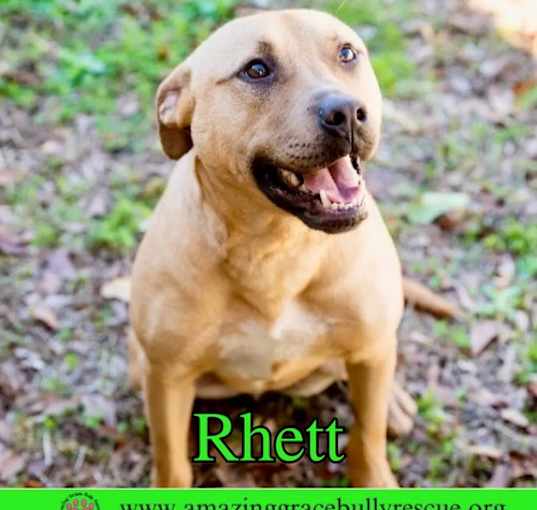 Photo of Rhett