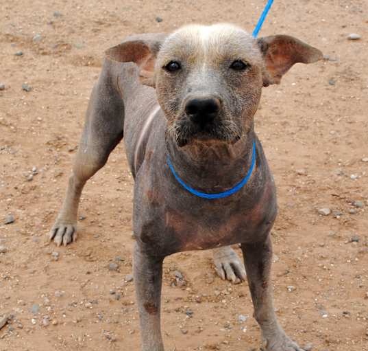 Photo of Xolo boy