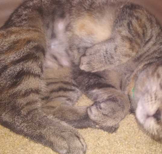 Photo of Althea