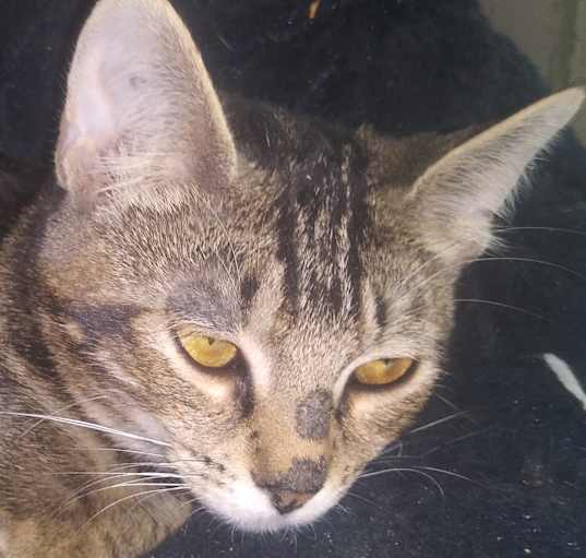 Photo of Peggy Sue