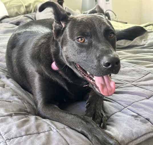 Photo of Lilly
