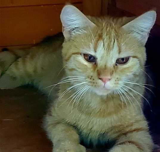 Photo of Penny