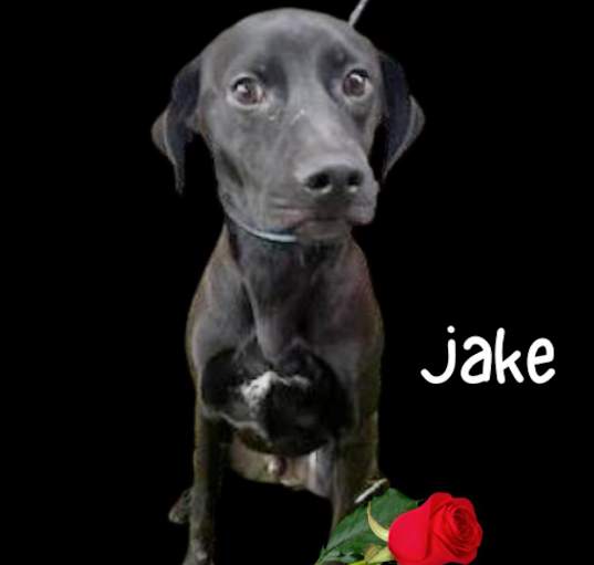 Photo of Jake