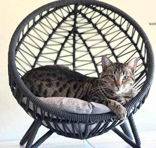 Photo of KONA