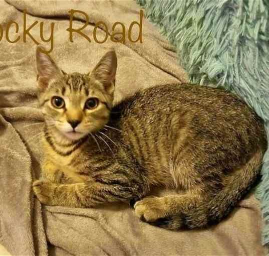 Photo of Rocky Road *older kitten*