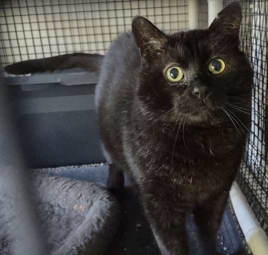 Photo of Ghost