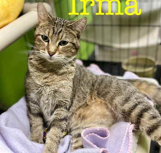 Photo of Irma