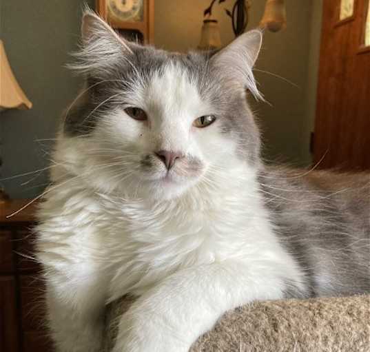 Photo of Shadow & Sammy - Ohio Adopter