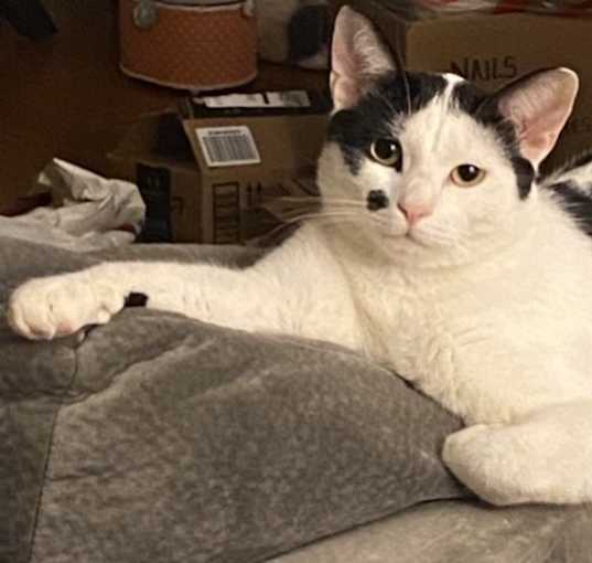 Photo of Oliver