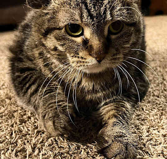 Photo of Muffin (tabby)