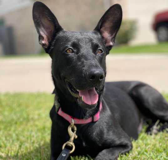 Photo of Moose
