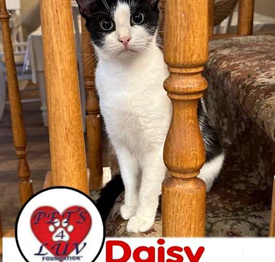 Photo of Daisy/Bella Meadow