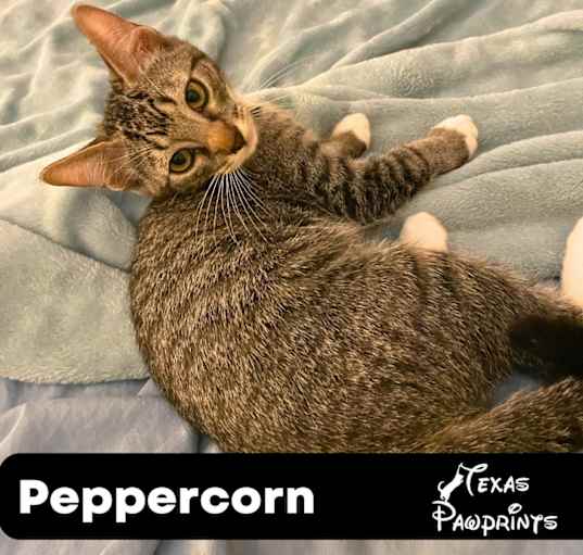 Photo of Peppercorn