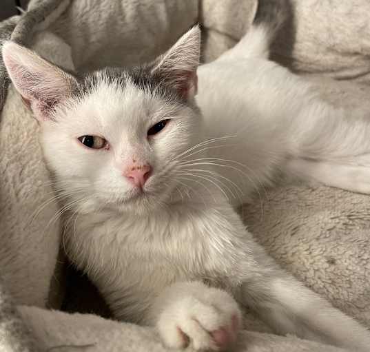 Photo of Luna