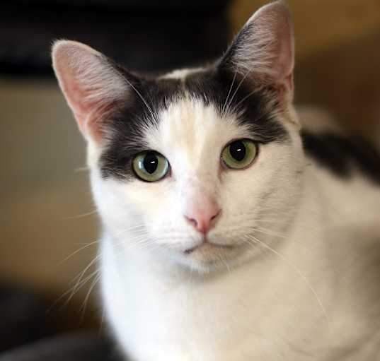 Photo of Uno