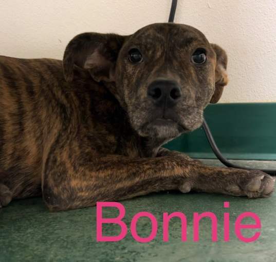 Photo of Bonnie