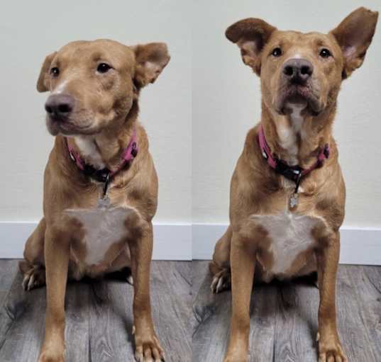 Photo of Lady