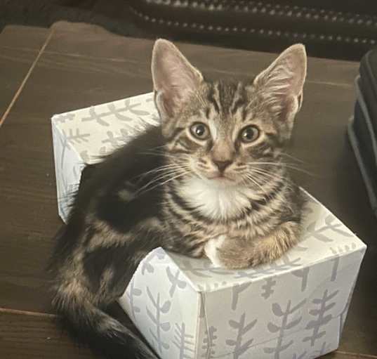 Photo of Rhett