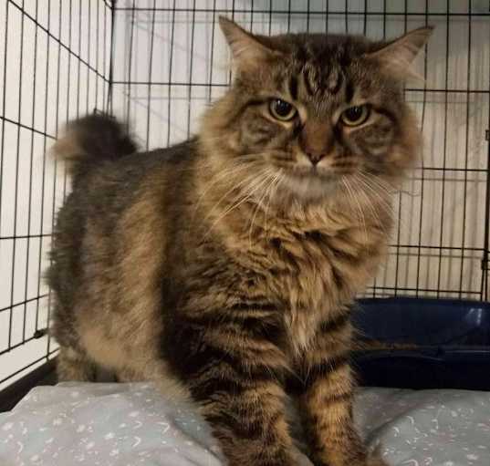 Photo of Ornella (FIV+)